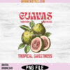 Guavas Retro Commercial Png